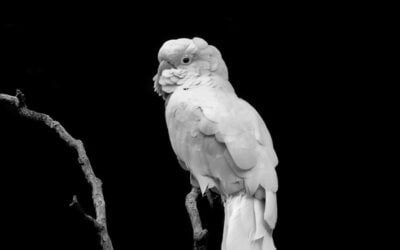 Twitter test nieuwe DM audio functie!